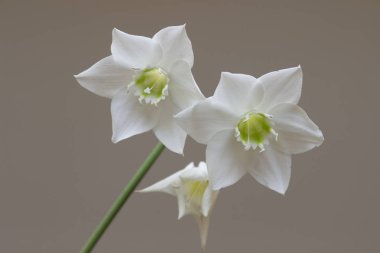 Zambak büyük hassas Beyaz yaprakları ile güzel bir çiçek