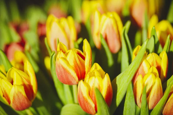 Žluté Červené Tulipány Pro Ženy Dovolenou Března — Stock fotografie