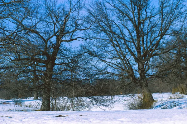 Tmavý Dub Zimě Bílý Sníh Mrazivý Lesa — Stock fotografie