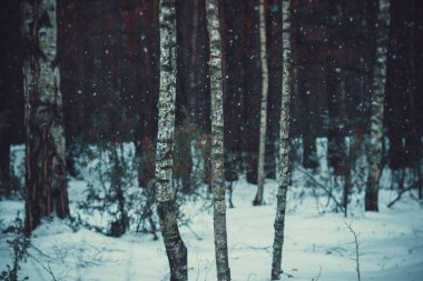 Bir güzel kış peri huş ağacı ormanda düşen beyaz kar
