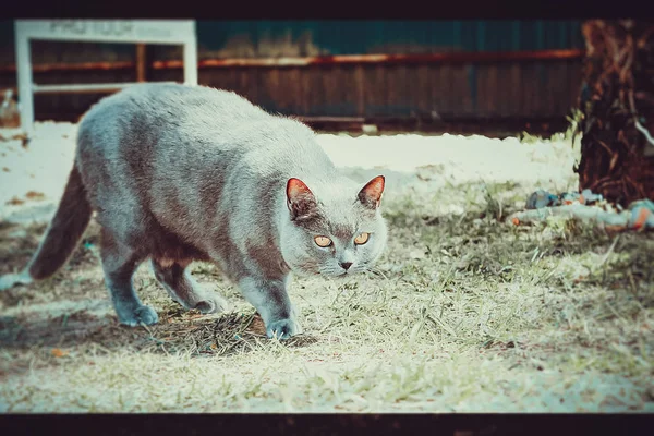 Sly Formidável Cinza Belo Gato Com Olhos Castanhos Jardim — Fotografia de Stock