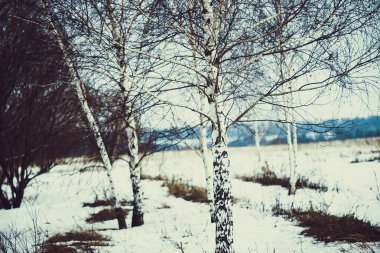 Rusya'da bahar kar alanındaki Beyaz Rus ağaç