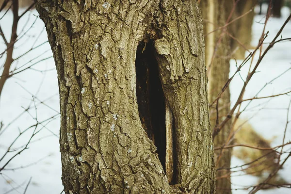 Das Loch Für Die Eichhörnchen Auf Der Eiche Frühlingswald Russland — Stockfoto
