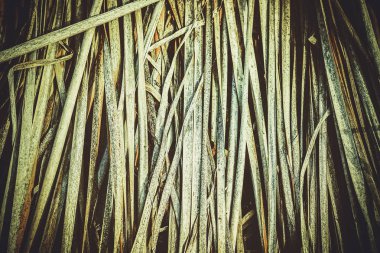 İlkbaharda göl Rusya'da sarı kuru ot