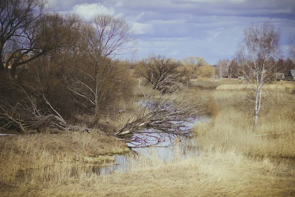 Antiguo Roble Seco Caído Río Primavera Rusia —  Fotos de Stock