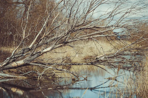 Antiguo Roble Seco Caído Río Primavera Rusia —  Fotos de Stock