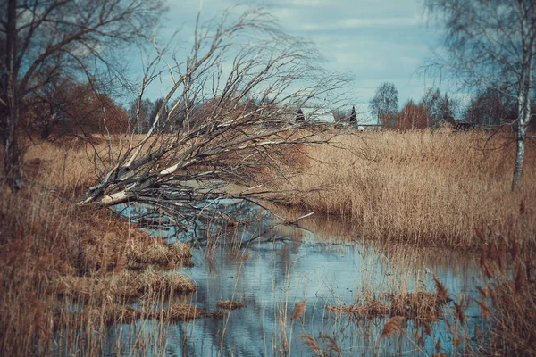 Vecchia Quercia Secca Caduta Sul Fiume Primavera Russia — Foto Stock