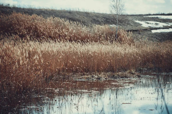 Herbe Jaune Sèche Sur Lac Printemps Russie — Photo