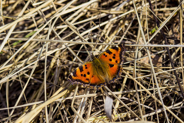 Beautiful butterfly in spring on the grass on a Sunny day in Russia