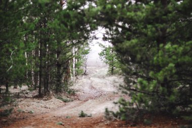 Rusya 'nın kenarında ilkbahar iğne ormanında kırsal yol