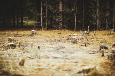 Rusya 'da bahar ormanının kenarında bir orman Glade kenevir