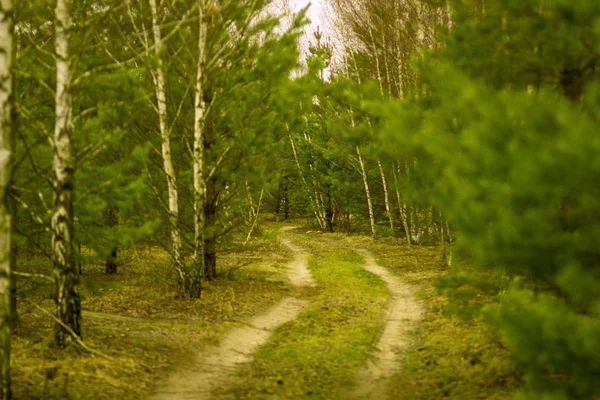 Estrada Rural Floresta Coníferas Primavera Borda Rússia — Fotografia de Stock