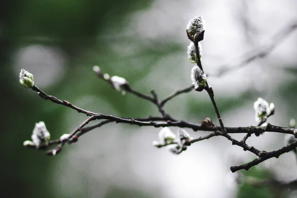 Blossoming willow buds on a tree in the spring forest in Russia