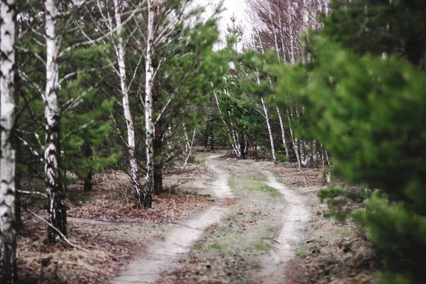 ロシアの端の春針葉樹林の農村道路 — ストック写真