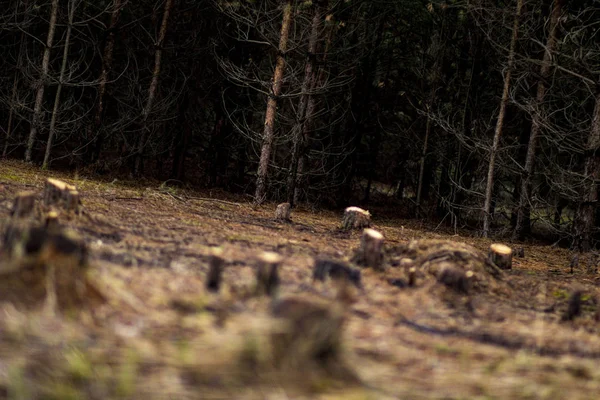Chanvre Dans Une Clairière Forestière Lisière Forêt Printemps Russie — Photo