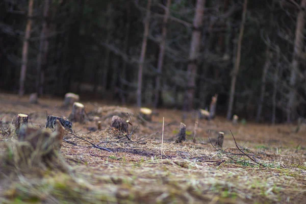 Hemp in a forest glade on the edge of the spring forest in Russia