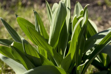 Güneşli bir günde Rusya'da bahar bahçesinde Yeşil orman parlak bitki