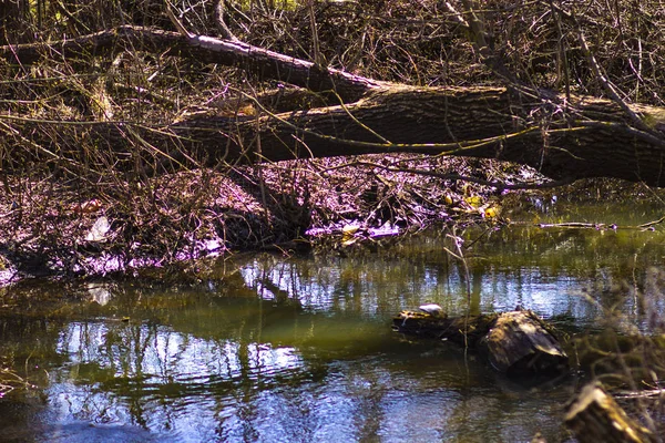 Árbol Seco Caído Estrecho Río Primavera Rusia — Foto de Stock