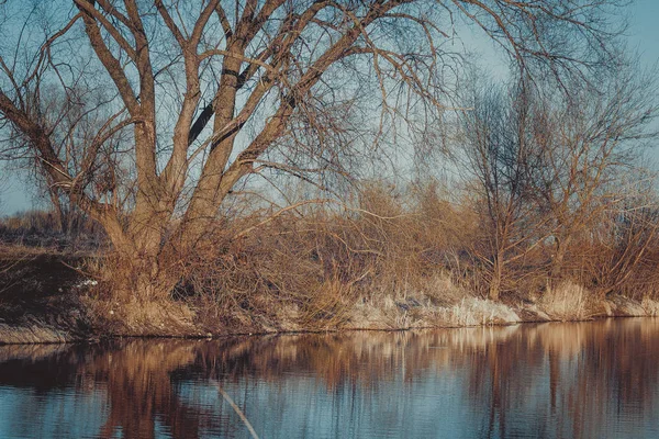 Árbol Seco Grande Lago Azul Primavera Rusia —  Fotos de Stock