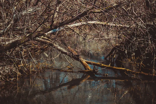 Πεσμένα Ξηρά Δέντρα Στενό Ποταμό Την Άνοιξη Στη Ρωσία — Φωτογραφία Αρχείου