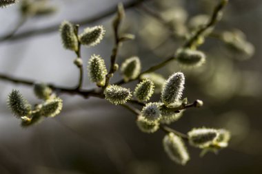 Bahar ormanında bir açıklıkta çiçek açan söğüt dalları