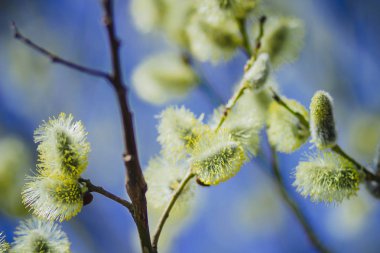 Bahar ormanında bir açıklıkta çiçek açan söğüt dalları