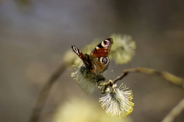 Čokoládový Motýl Louce Mýtině Jehličnatých Lesích Jaře Rusku — Stock fotografie