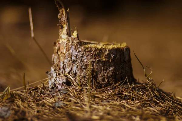 Frisch Gesägter Baumstumpf Auf Einer Lichtung Einem Nadelwald Russland — Stockfoto