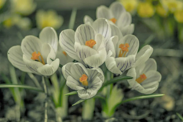 Красиві Білі Квіти Газоні Весняному Зеленому Саду — стокове фото