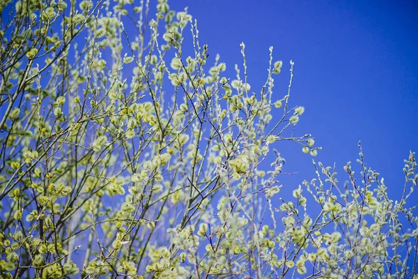 Des Branches Saule Fleurs Dans Une Clairière Forêt Printanière — Photo