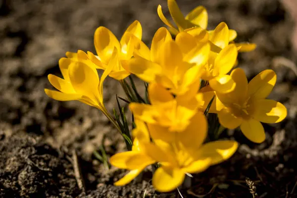 Mooie Gele Bloemen Het Gazon Lente Groene Tuin — Stockfoto