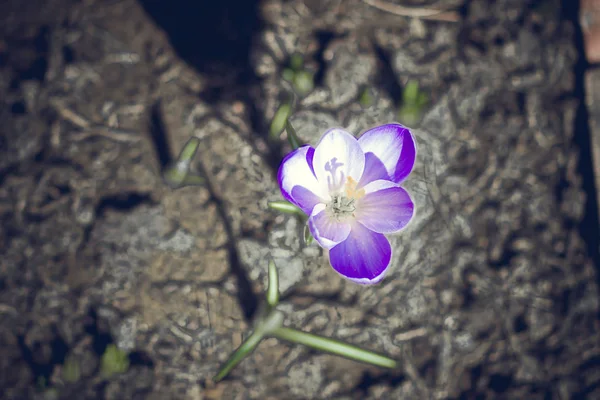 春の緑の庭の芝生に美しい紫色の花 — ストック写真