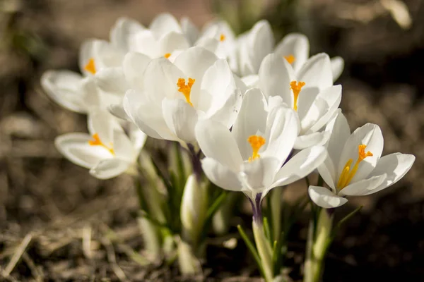 Красиві Білі Квіти Газоні Весняному Зеленому Саду — стокове фото