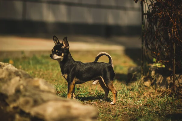 Kleine Vrolijke Speelse Chihuahua Puppy Lente Groene Tuin Het Gazon — Stockfoto