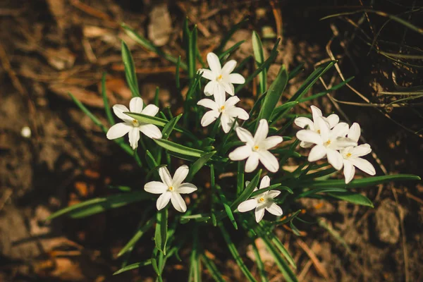 Mooie Witte Bloemen Het Gazon Lente Groene Tuin — Stockfoto