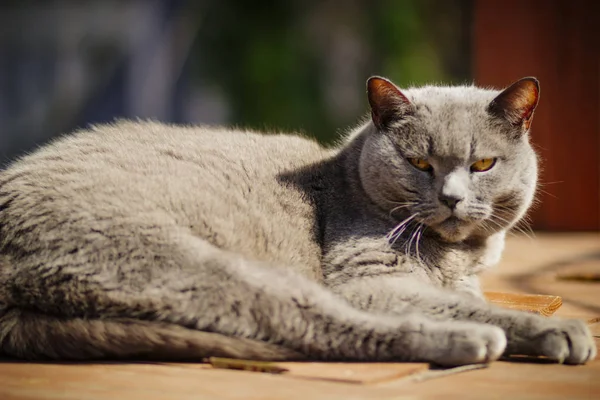 ロシアの村の庭で大きな重要な狡猾な灰色の猫 — ストック写真