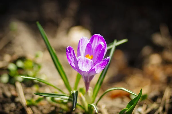 Mooie Paarse Bloemen Het Gazon Lente Groene Tuin — Stockfoto