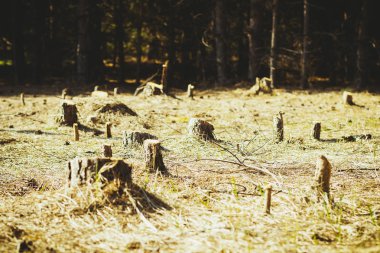 Rusya'da iğne yapraklı bir bahar ormanında bir açıklıkta taze biçilmiş kütük