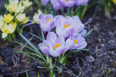 Bahar yeşil bahçesinde çim üzerinde güzel beyaz çiçekler