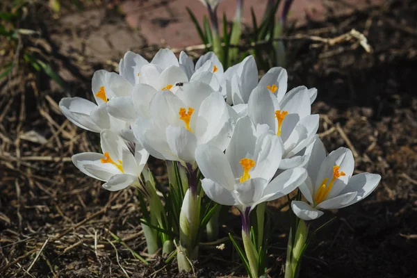 Mooie Witte Bloemen Het Gazon Lente Groene Tuin — Stockfoto