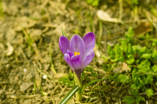 Mooie Paarse Bloemen Het Gazon Lente Groene Tuin — Stockfoto