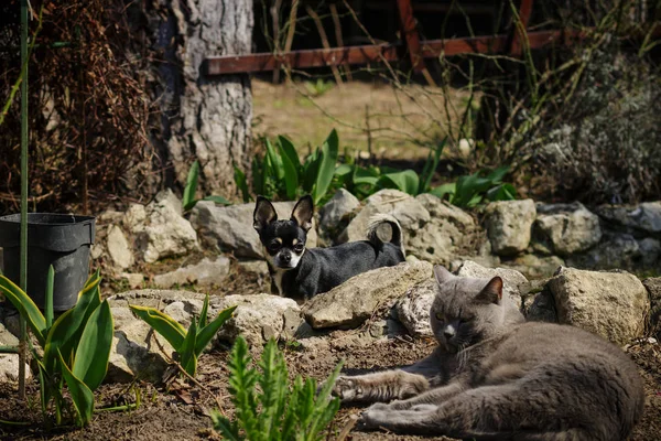 Big Important Cunning Grey Cat Yard Russian Village — Stock Photo, Image