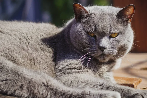 ロシアの村の庭で大きな重要な狡猾な灰色の猫 — ストック写真