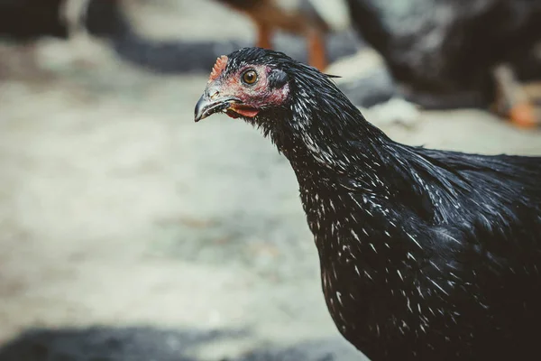 Poultry Poultry Yard Russian Village Russia — Stock Photo, Image