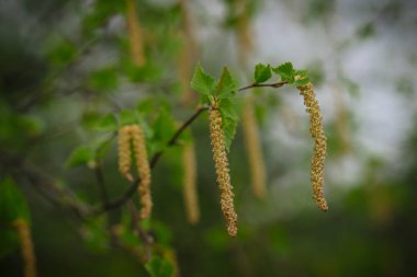 Rusya'da ilkbaharda ağaçlarda çiçek açan huş küpe