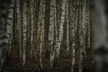 White slender birch on the edge of the spring forest in Russia