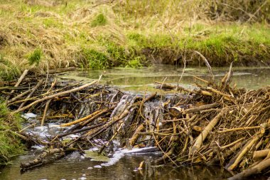 Ormanda küçük bir nehir üzerinde dalları kunduz barajlar