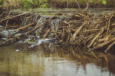 Ormanda küçük bir nehir üzerinde dalları kunduz barajlar
