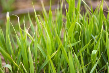 Rusya'da bir alanda bir bahar çayır üzerinde Yeşil taze çim