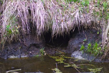Ormanda küçük bir nehir üzerinde dal ve saman Kunduz kulübeleri